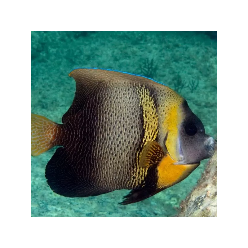 pomacanthus zonipectus S pomacanthus zonipectus S