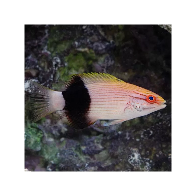 bodianus bilunulatus bodianus bilunulatus