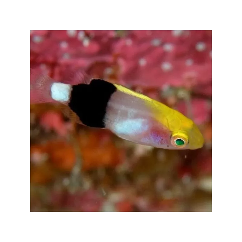 bodianus bilunulatus bodianus bilunulatus