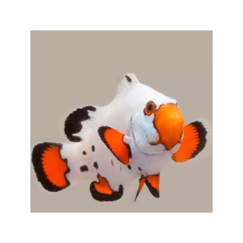 Amphiprion ocellaris frostbite Amphiprion ocellaris frostbite