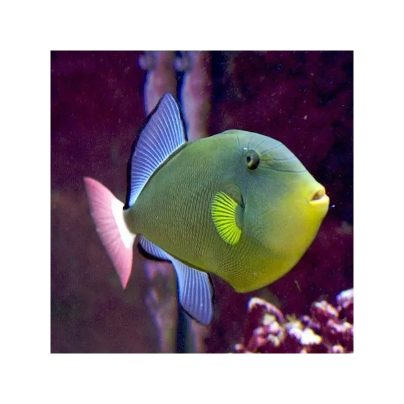 Melichthys Vidua Melichthys Vidua