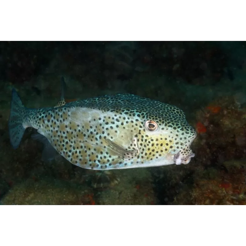 Ostracion Rhinorhynchos juv Ostracion Rhinorhynchos juv