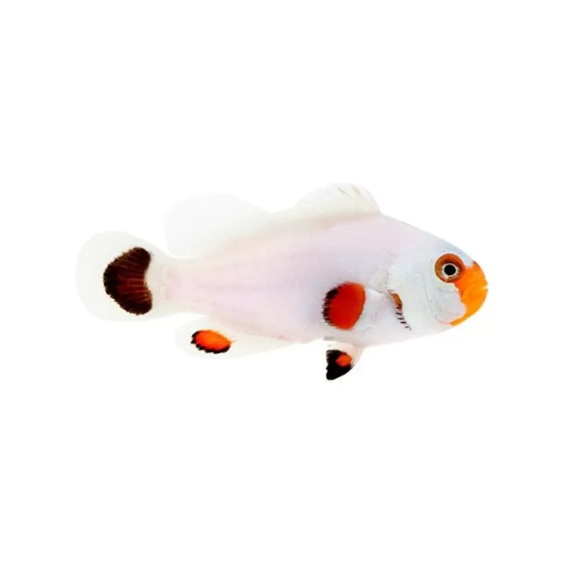 Amphiprion Ocellaris Wyoming white Amphiprion Ocellaris Wyoming white