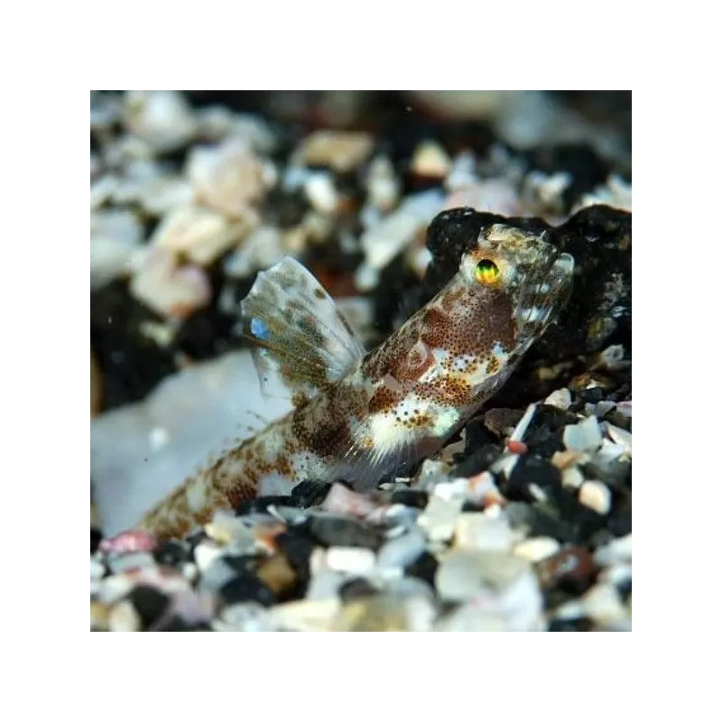 tomiyamichthys oni tomiyamichthys oni