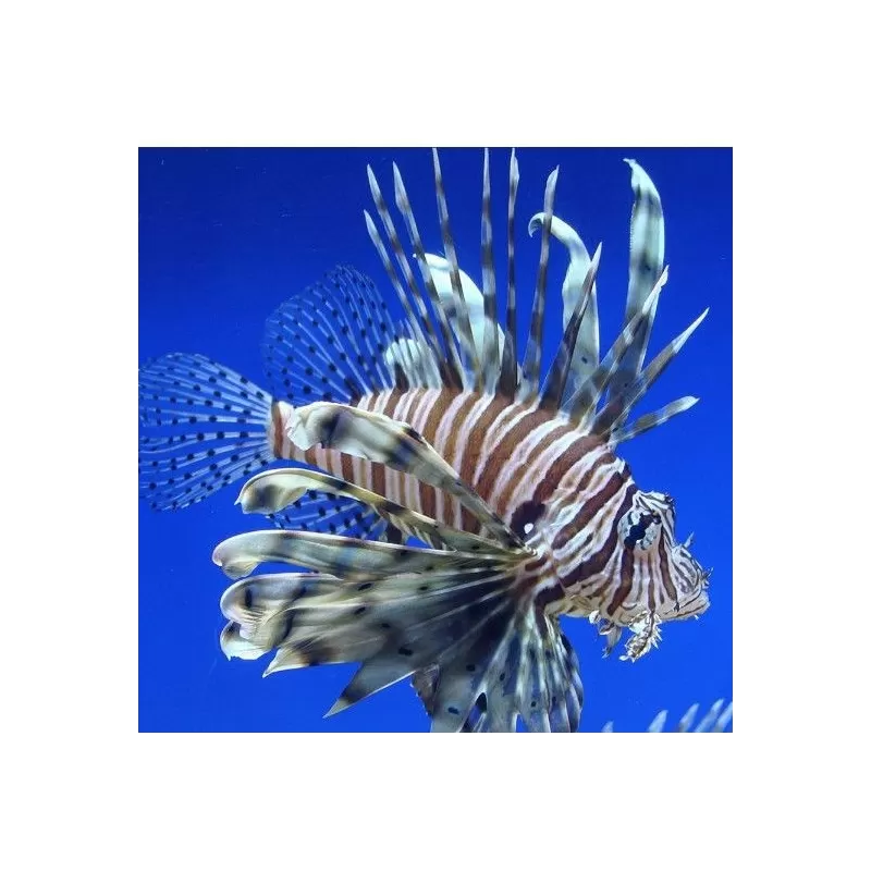 Pterois Volitans (L) Pterois Volitans (L)