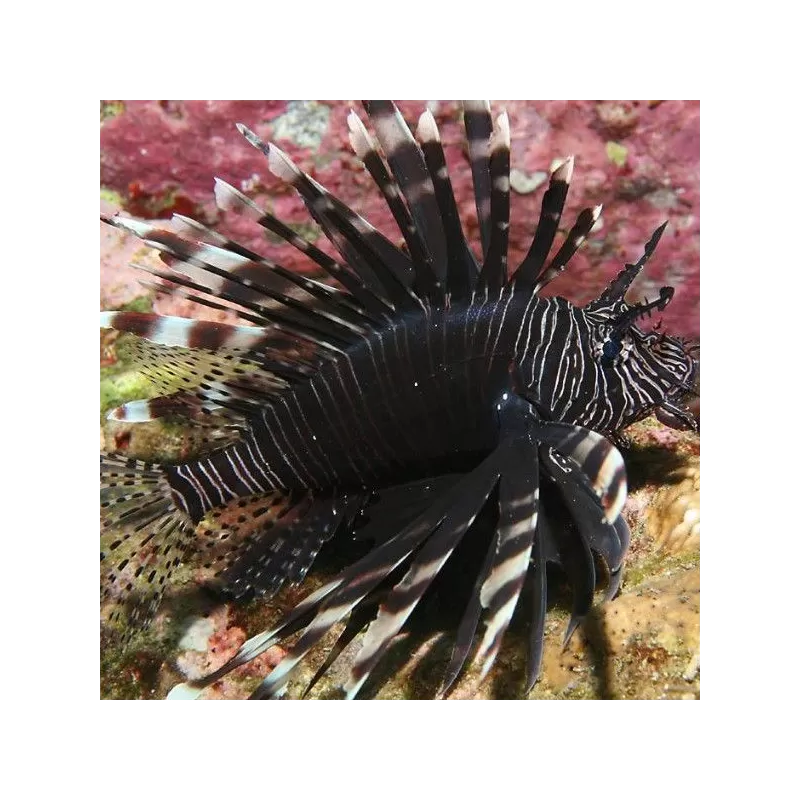 pterois volitans M Black Kenia pterois volitans M Black Kenia