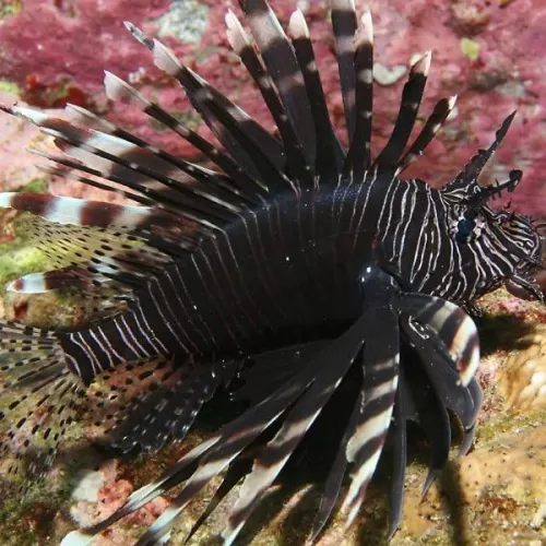 pterois volitans M Black Kenia