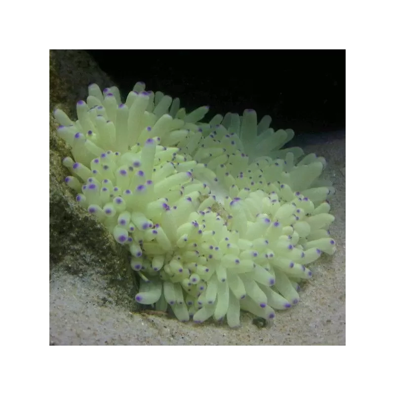 Heteractis Malu White M size Singapore Heteractis Malu White M size Singapore