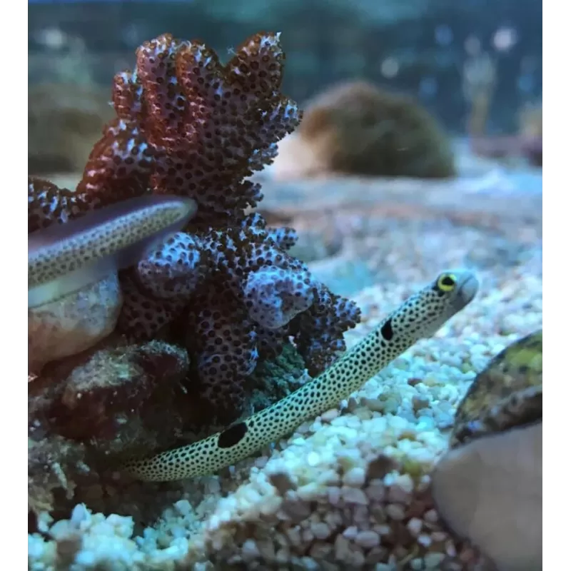 Heteroconger Hassi Heteroconger Hassi