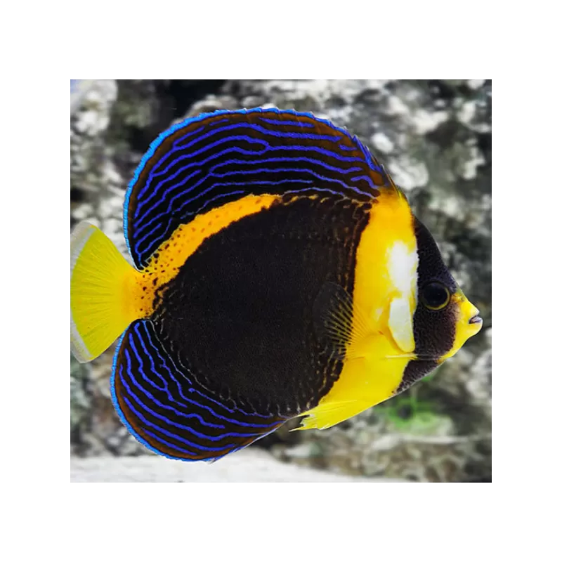 Chaetodontoplus Duboulayi Female L Chaetodontoplus Duboulayi Female L