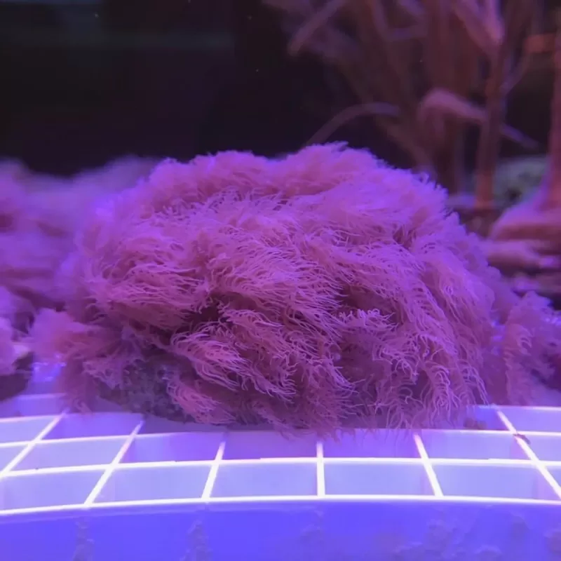 Anthelia clauca Frag Anthelia clauca Frag