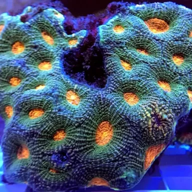 Acanthastrea Echinata Green/Orange spot (M) Australie