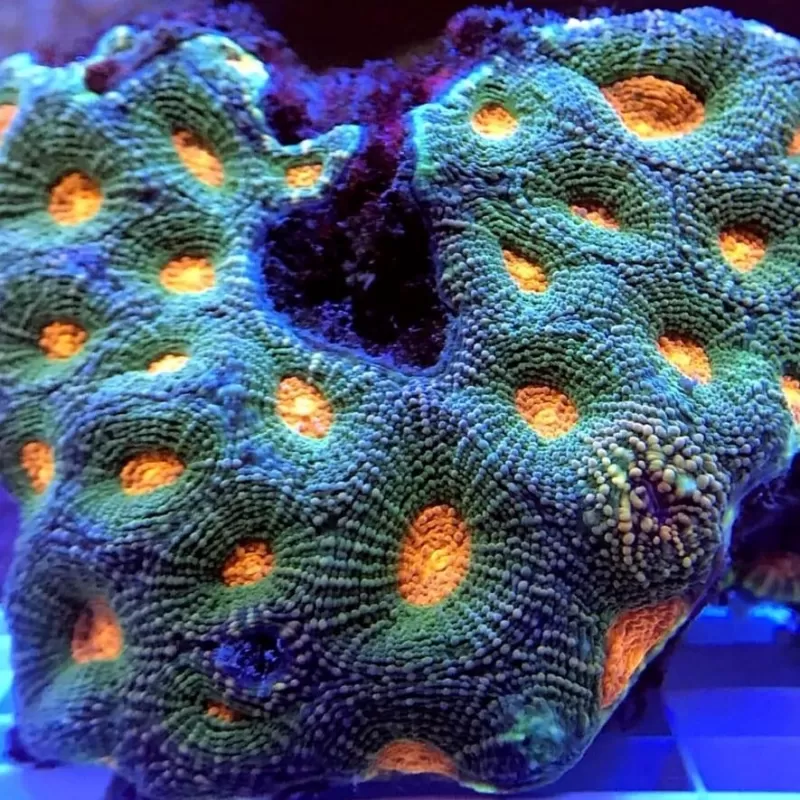 Acanthastrea Echinata Green/Orange spot (M) Australie Acanthastrea Echinata Green/Orange spot (M) Australie
