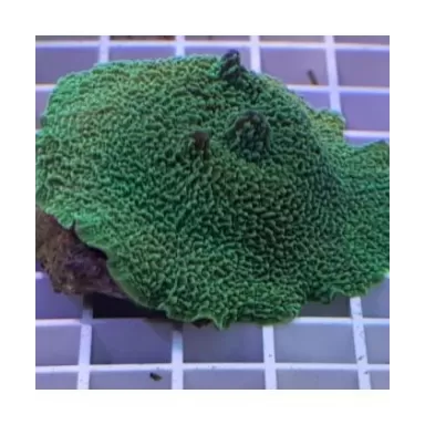 Metarhodactis Boninensis Fluor Green