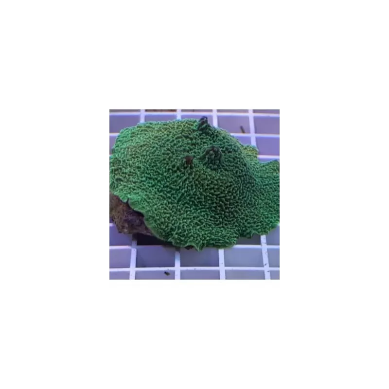 Metarhodactis Fluor Green (M) Metarhodactis Fluor Green (M)