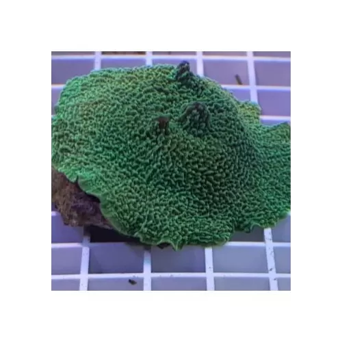Metarhodactis Boninensis Fluor Green