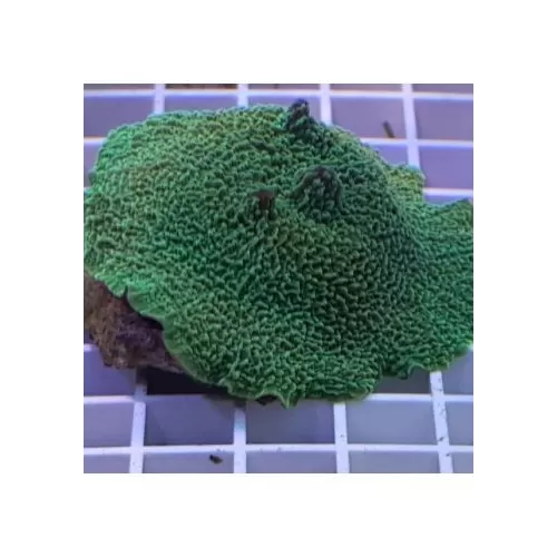 Metarhodactis Fluor Green (M)