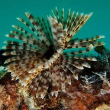 Sabellastarte sp Soft Tube Worm