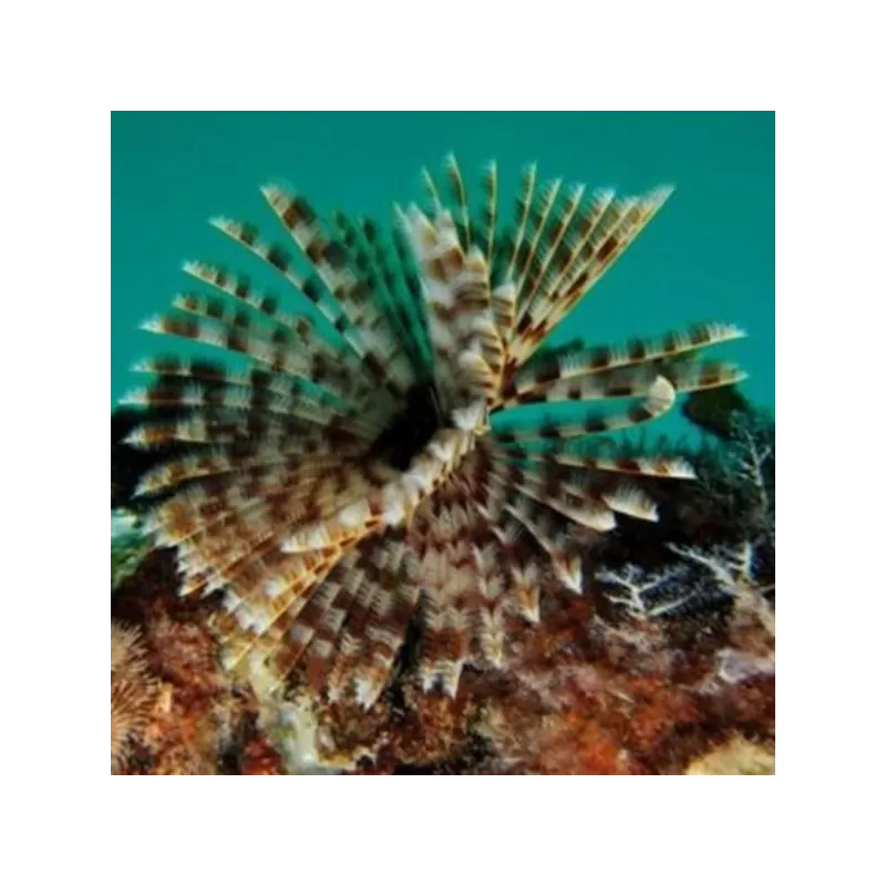 Sabellastarte sp Soft Tube Worm Sabellastarte sp Soft Tube Worm