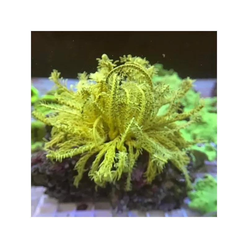 Comanthus sp. Green/Yellow (L)
