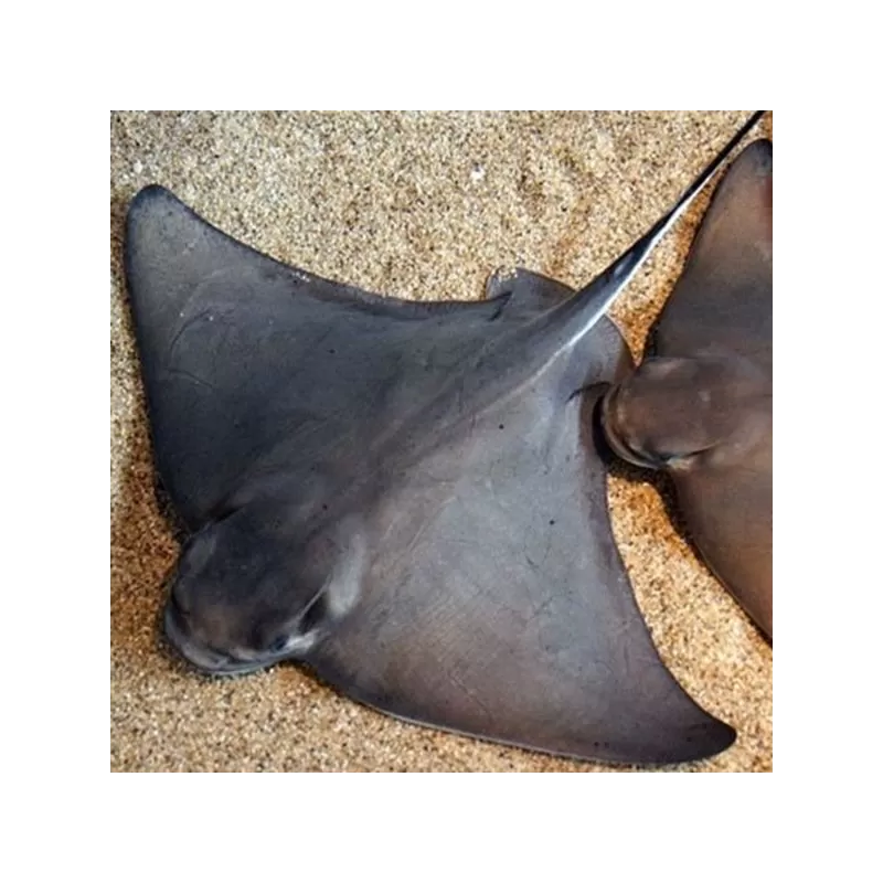 Myliobatis Californica M Myliobatis Californica M