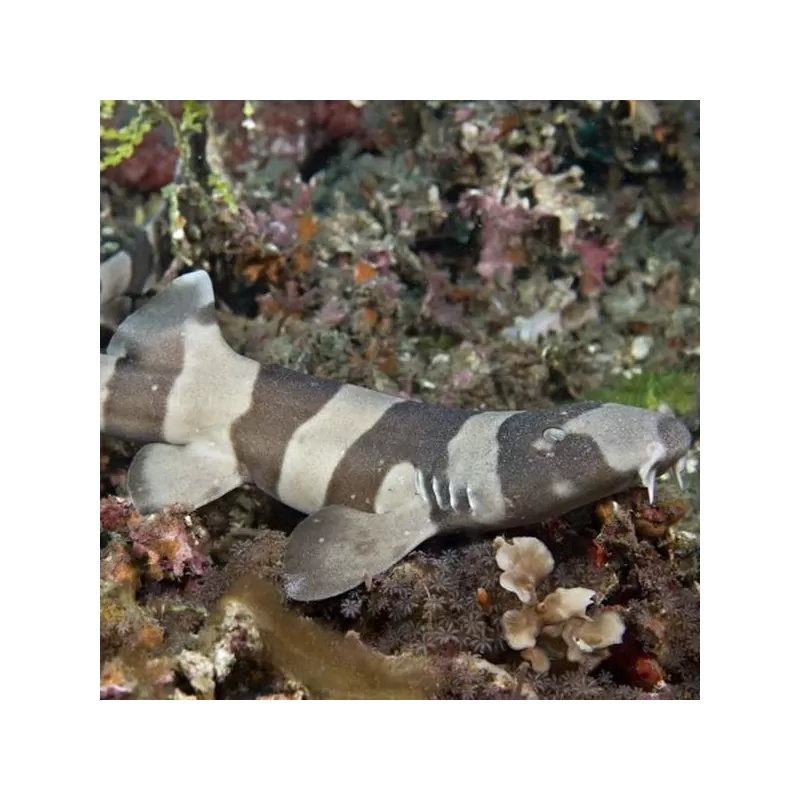 Chiloscyllium Punctatum Egg Chiloscyllium Punctatum Egg