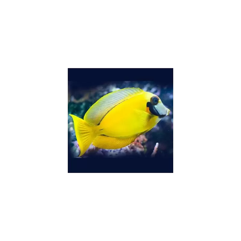 acanthurus pyroferus M YELLOW acanthurus pyroferus M YELLOW