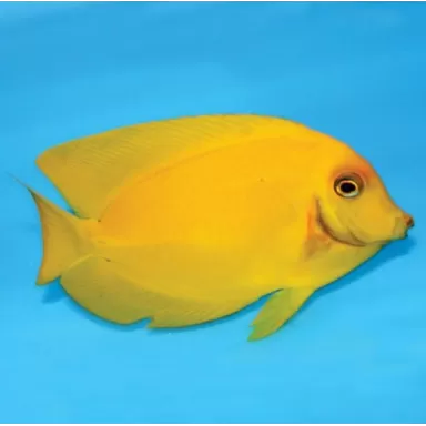 acanthurus pyroferus M YELLOW