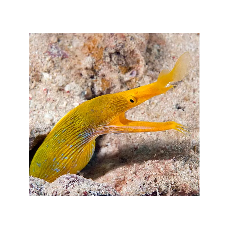 Rhinomuraena Quaesita Yellow (female)