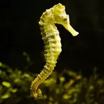 Hippocampus Reidi Yellow