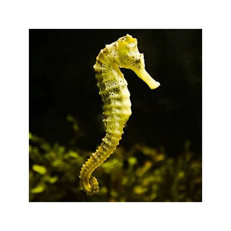 Ver weg Nu al toenemen Hippocampus Reidi Yellow bestellen ? l Coralandfishstore.nl
