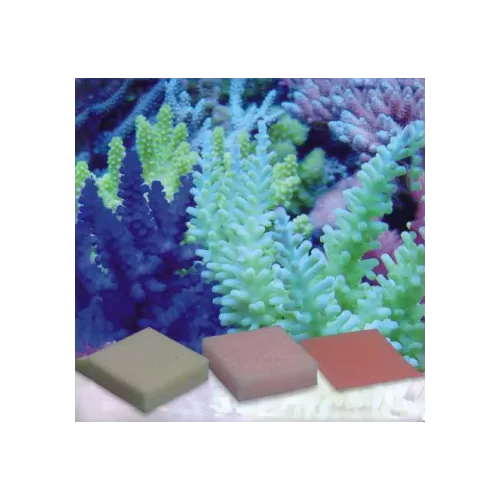 Korallen Zucht K-Balance 5pcs