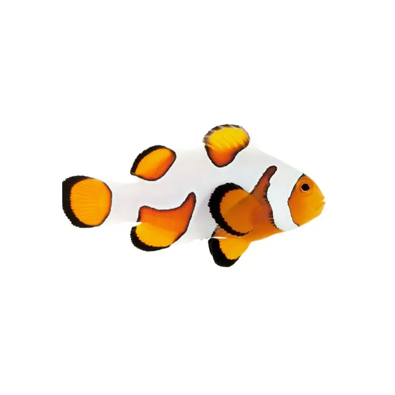 Amphiprion Ocellaris Gladiator Amphiprion Ocellaris Gladiator