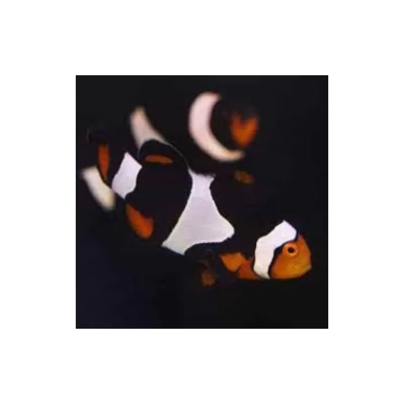 Amphiprion Percula Onyx Amphiprion Percula Onyx