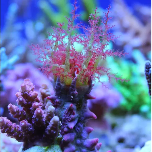 Colochirus Crassus