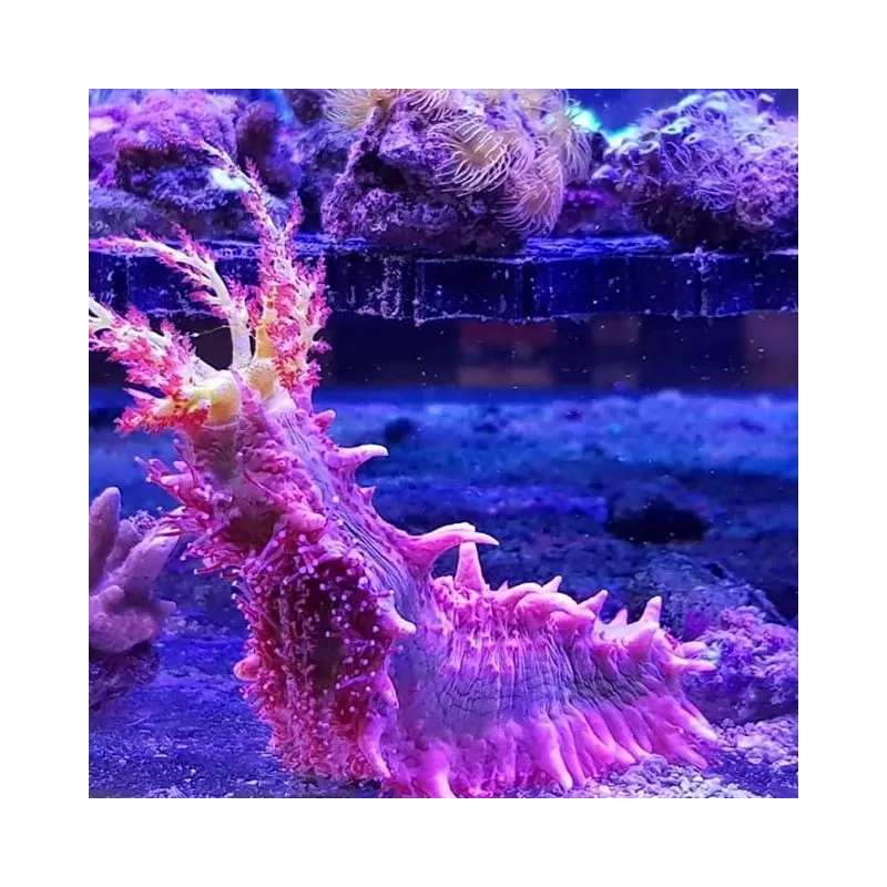 Colochirus Crassus Colochirus Crassus