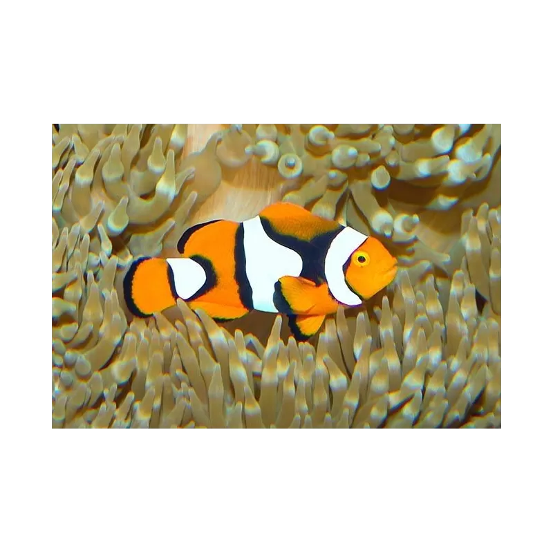 Amphiprion Percula M Amphiprion Percula M