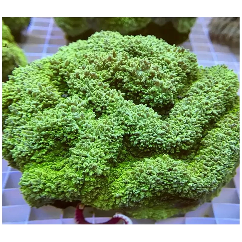 Lobophyllia Corymbosa (XL) Lobophyllia Corymbosa (XL)
