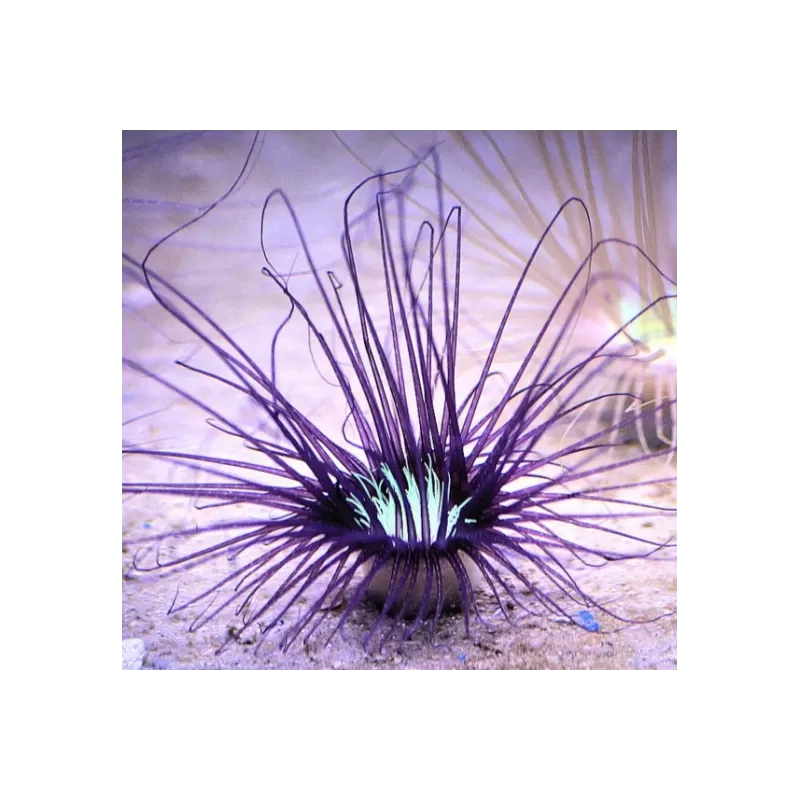 Cerianthus membranaceus purple Cerianthus membranaceus purple
