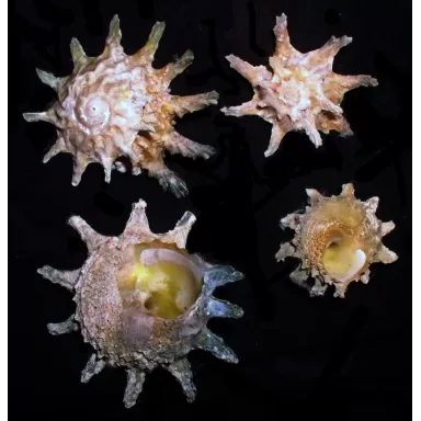 Astralium Calcar