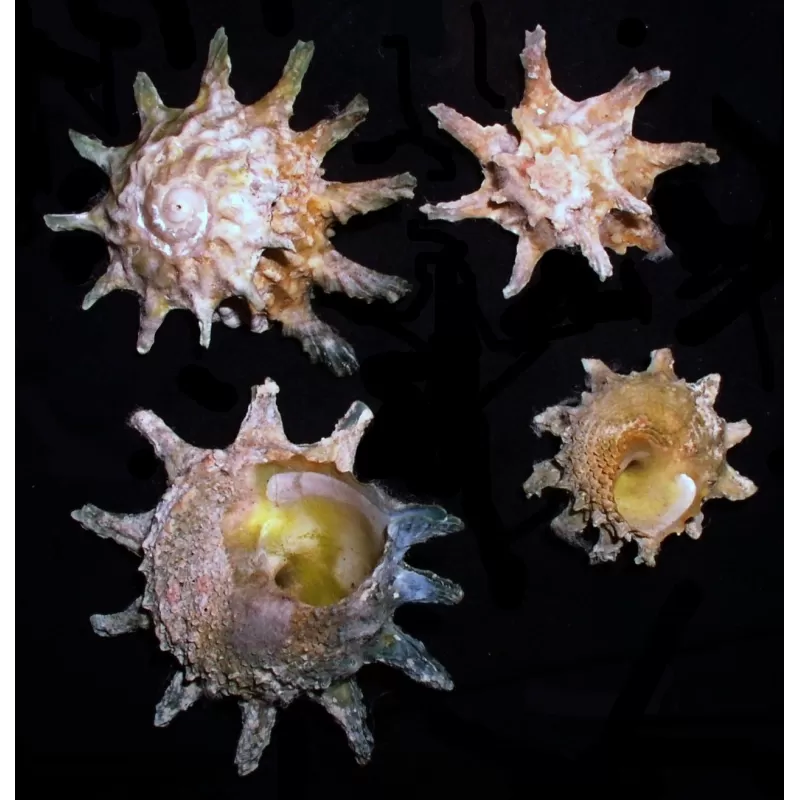 Astralium Calcar Astralium Calcar