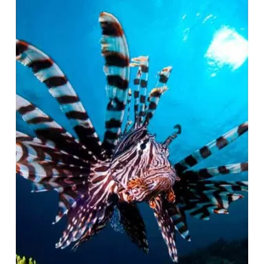 Pterois Volitans – Möchten Sie den großen Rotfeuerfisch kaufen?| Coralandfishstore.nl