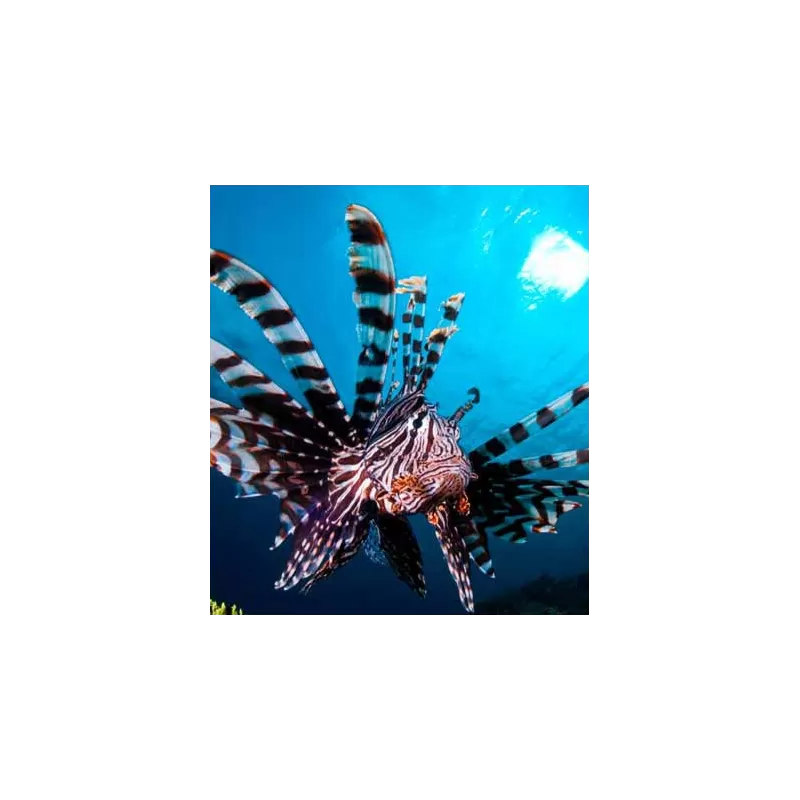 Pterois Volitans XXL Pterois Volitans XXL