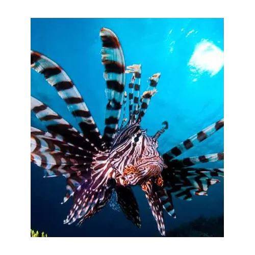 Pterois Volitans – Möchten Sie den großen Rotfeuerfisch kaufen?| Coralandfishstore.nl