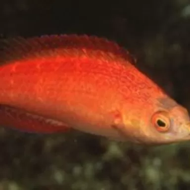 Cirrhilabrus Naokoae (männlich)| Coralandfishstore.nl