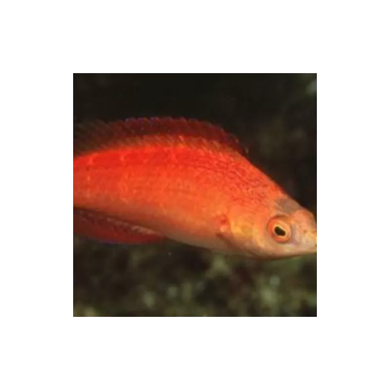 Cirrhilabrus Naokoae (Male)| Coralandfishstore.nl Cirrhilabrus Naokoae (Male)| Coralandfishstore.nl