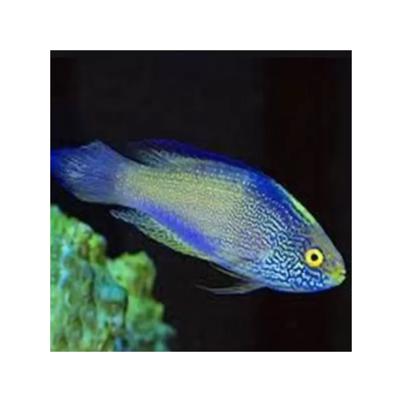 cirrhilabrus rhomboidalis cirrhilabrus rhomboidalis
