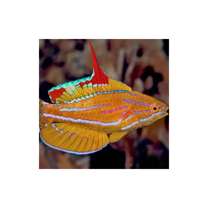 paracheilinus flavianalis paracheilinus flavianalis