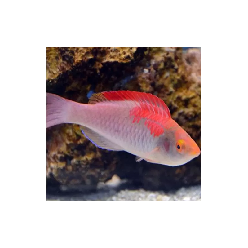 Cirrhilabrus Adornatus Cirrhilabrus Adornatus