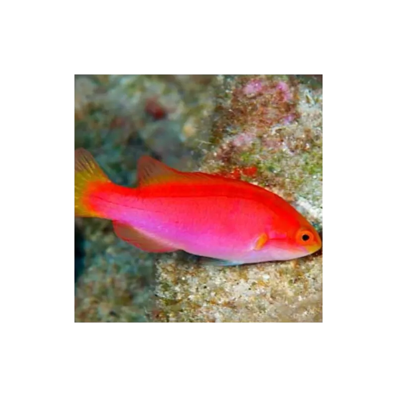Cirrhilabrus jordani Cirrhilabrus jordani